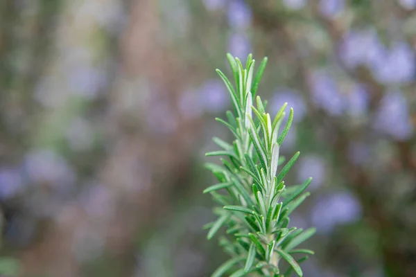 Photography Rosemary Plant Nature — Stock Photo, Image
