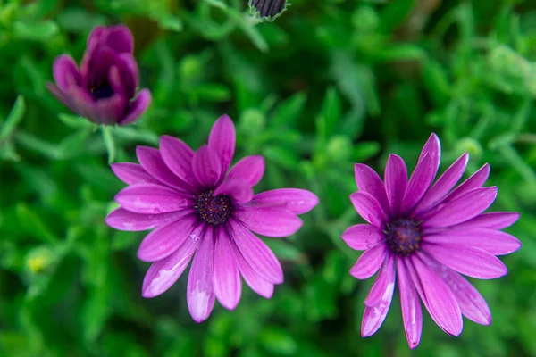 Fotografi Vackra Afrikanska Prästkragar Rosa Blå Lila Gul — Stockfoto