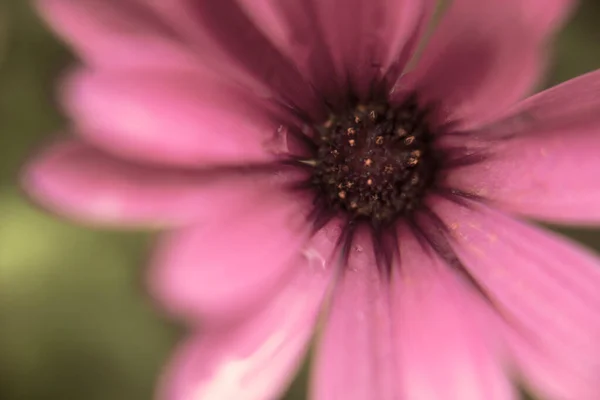 Photography Beautiful African Daisies Macro Pink Blue Purple Yellow — Stock Photo, Image