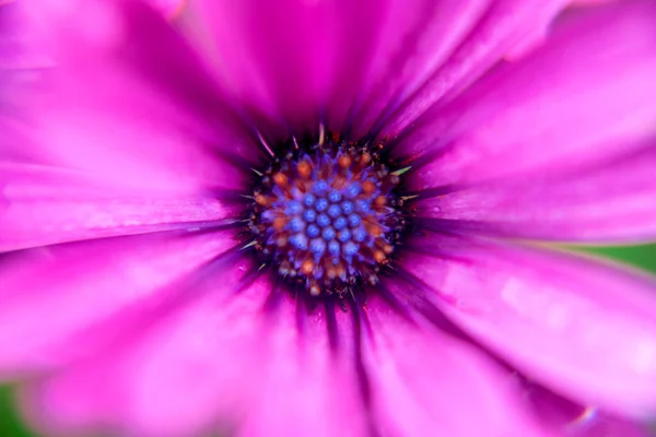 Fotografía Bellas Margaritas Africanas Macro Rosa Azul Púrpura Amarillo — Foto de Stock