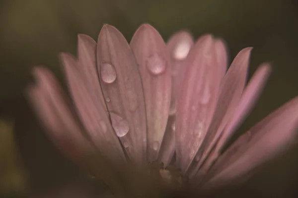 Photography African Daisy Water Drops Rainy Day — Stock Photo, Image