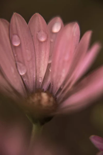 Fotografía Margarita Africana Con Gotas Agua Después Día Lluvioso — Foto de Stock