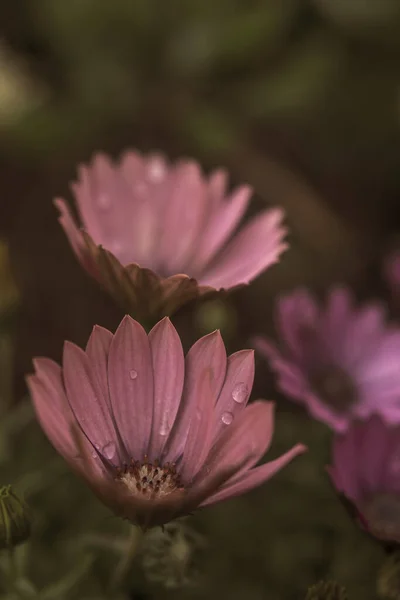 Photography African Daisies Water Drops Rainy Day — Stock Photo, Image