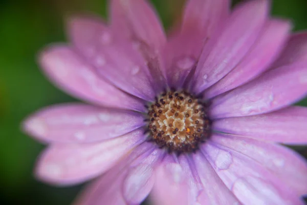 Photography Daisy Water Drops Macro Caption Garden — Stock Photo, Image