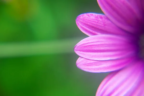 Fotografía Hermosa Macro Margarita Africana Captiion Rosa Azul Púrpura — Foto de Stock