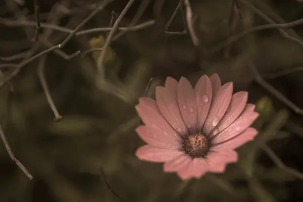 Photography Daisy Water Drops Garden — Stock Photo, Image