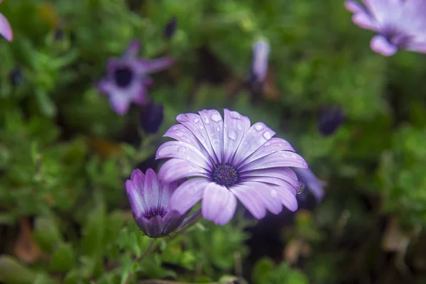 Fotografia Una Margherita Con Gocce Acqua Giardino Dopo Una Giornata — Foto Stock