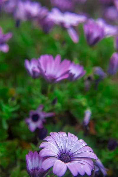 Fotografering Tusensköna Med Vattendroppar Trädgård Efter Regnig Dag — Stockfoto