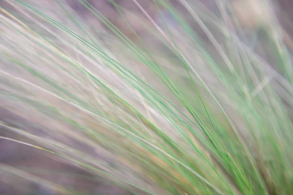 Fotografia Zielonych Dużych Liści Roślin Typ Trawy Zewnątrz — Zdjęcie stockowe