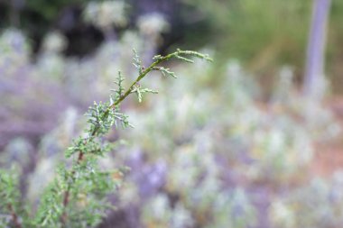 Fotoğraf: Juniperus scopulorum (Rocky Dağı ardıcı) bitki.