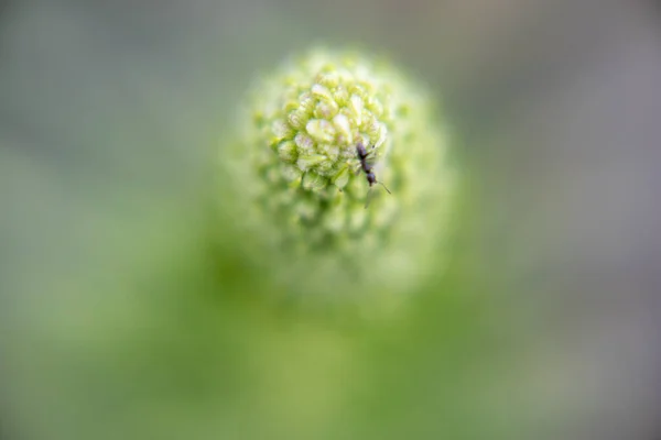 Fotografía Del Detalle Del Brote Una Anémona Una Hormiga — Foto de Stock