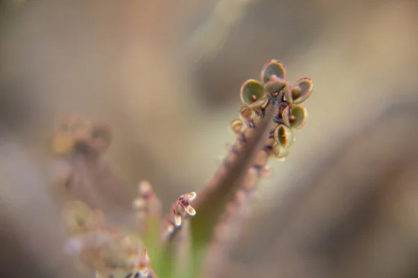 Makro Fotografia Sukulentnego Kwiatu Kalanchoe — Zdjęcie stockowe