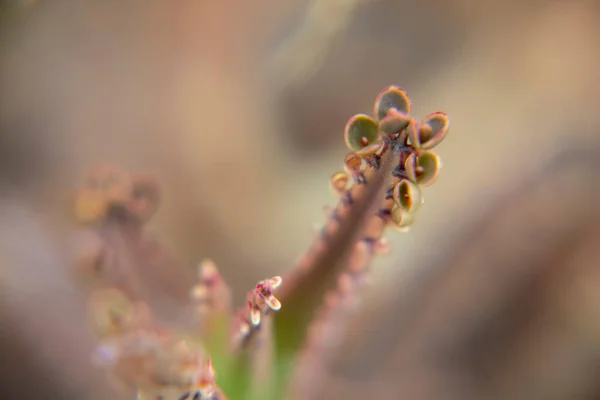 Sulu bir kalanchoe çiçeğinin makro fotoğrafı