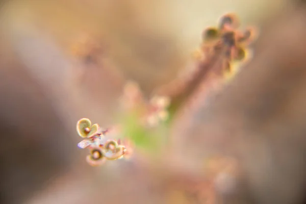 Makro Fotografia Słodkiego Kalanchoe Mały Kwiat — Zdjęcie stockowe