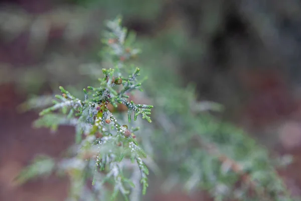 Photography Juniper Plant Berries Red Cedar Juniperus — Stock Photo, Image