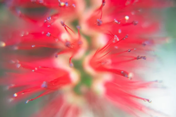 红景胶底刷 刷子状花朵的摄影 — 图库照片