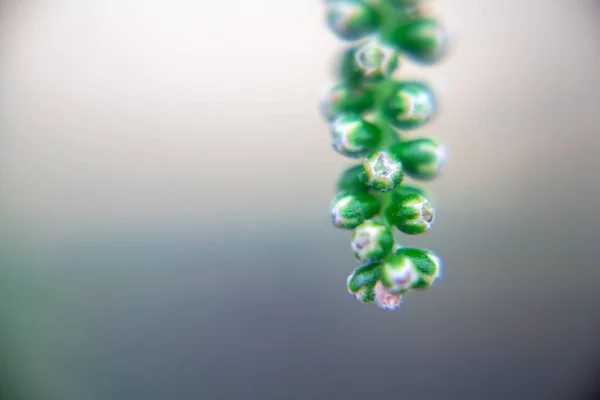 Fotografía Cepillo Botella Cilindrica Roja Cepillo Como Flor — Foto de Stock