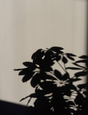 Gün batımında duvarda bir çiçeğin gölgesi