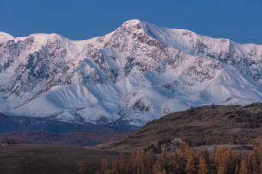 Beyaz, karlı bir dağın ve önünde ağaçlar olan tepelerin güzel bir görüntüsü. Sonbahar zamanı. Gün doğumu. Mavi saat. Altai dağları, Rusya.