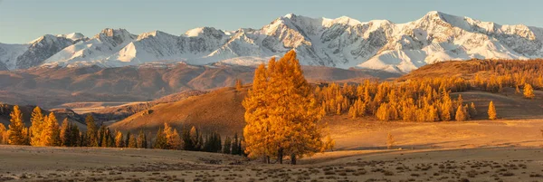 Hermoso Panorama Valle Lleno Árboles Dorados Montañas Blancas Nevadas Fondo —  Fotos de Stock
