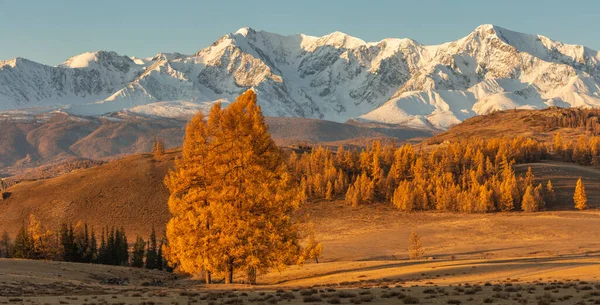 Hermoso Panorama Valle Lleno Árboles Dorados Montañas Blancas Nevadas Fondo —  Fotos de Stock