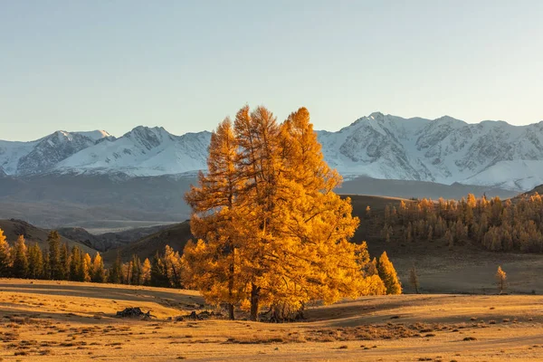 Prachtige Opname Van Een Vallei Vol Gouden Bomen Witte Besneeuwde — Stockfoto