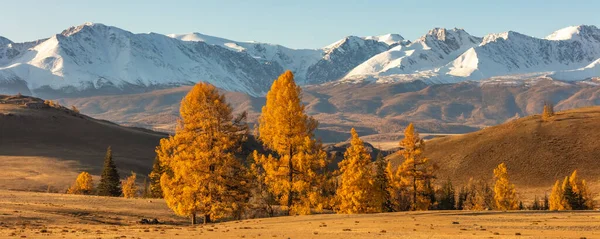 Hermoso Panorama Valle Lleno Árboles Dorados Primer Plano Montañas Blancas —  Fotos de Stock
