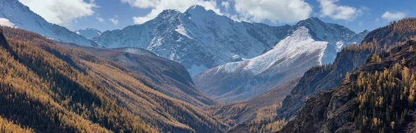 Karla kaplı Altai dağları. Güzel dağlık sonbahar panoramik manzarası. Ön planda altın ağaçlarla kaplı yamaçlar. Arka plan olarak mavi bulutlu gökyüzü. - Rusya. Sibirya.