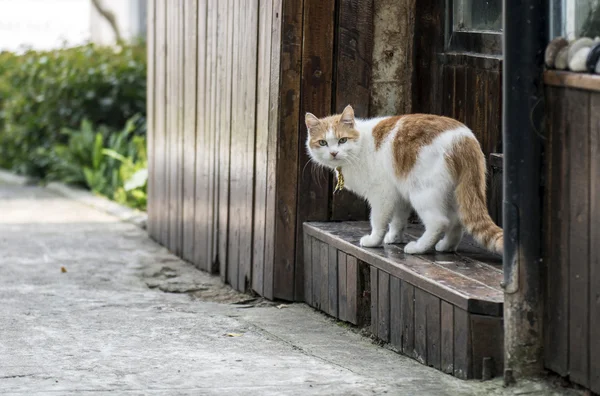 O gatinho bonito — Fotografia de Stock