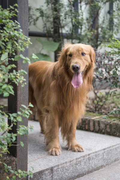 Le golden retriever couché sur le sol pour se reposer — Photo