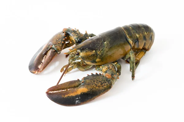 The fresh lobster on white background — Stock Photo, Image