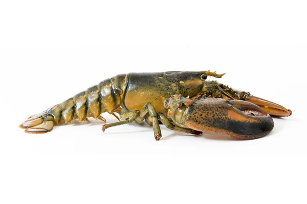 The fresh lobster on white background — Stock Photo, Image