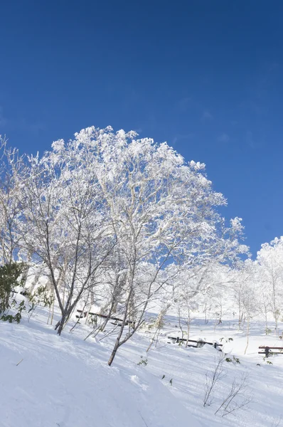 Rime view of Japan — Stock Photo, Image