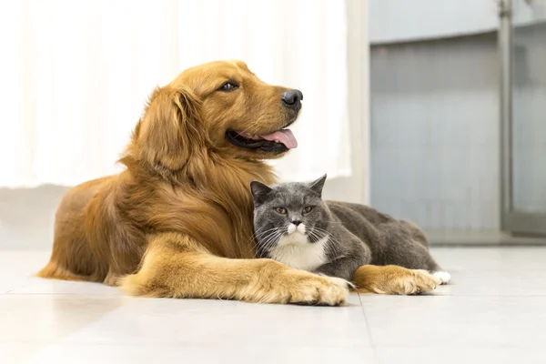 Engelsk Stenografien katt och golden retriever — Stockfoto