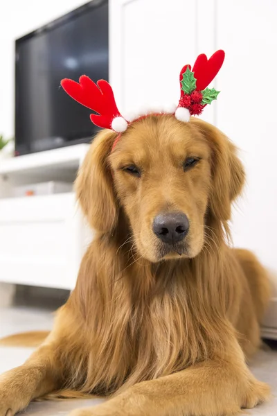 Ein niedlicher Golden Retriever — Stockfoto