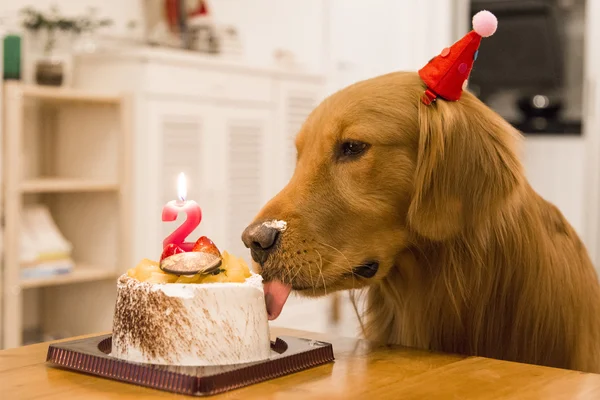 L'anniversaire du Golden Retriever — Photo