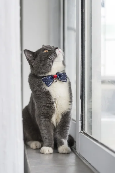 O gato cinza encantador — Fotografia de Stock