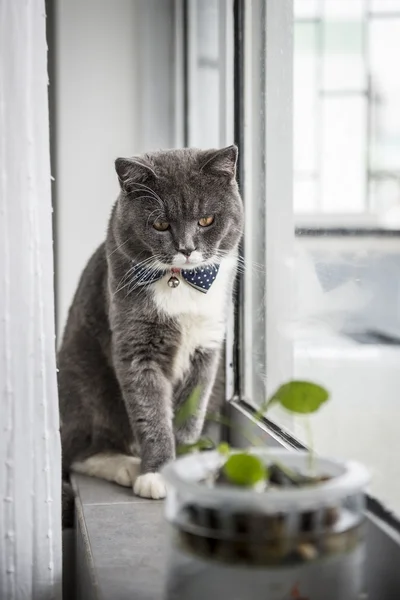 O gato cinza encantador — Fotografia de Stock