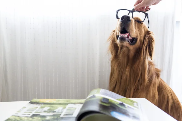 Golden Retriever wearing glasses — Stock Photo, Image