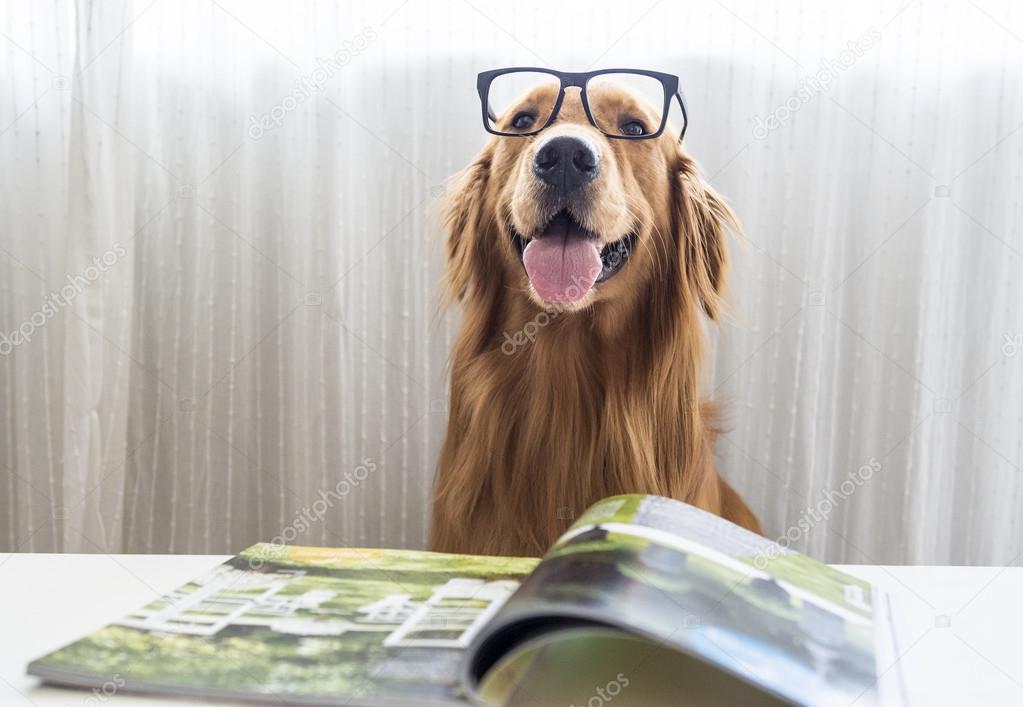 Golden Retriever wearing glasses Stock Photo by ©chendongshan 108276934