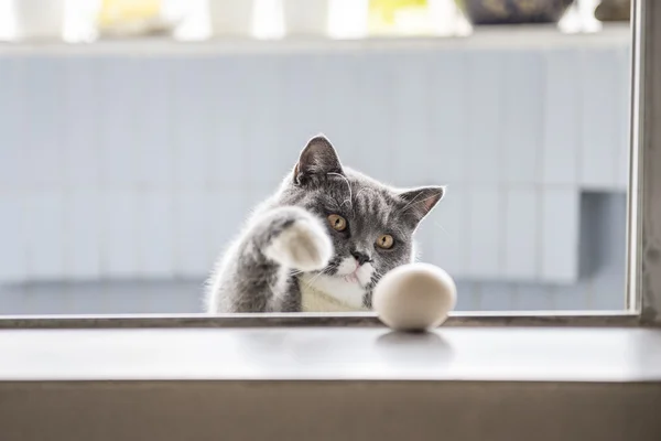 Die graue Katze spielt — Stockfoto