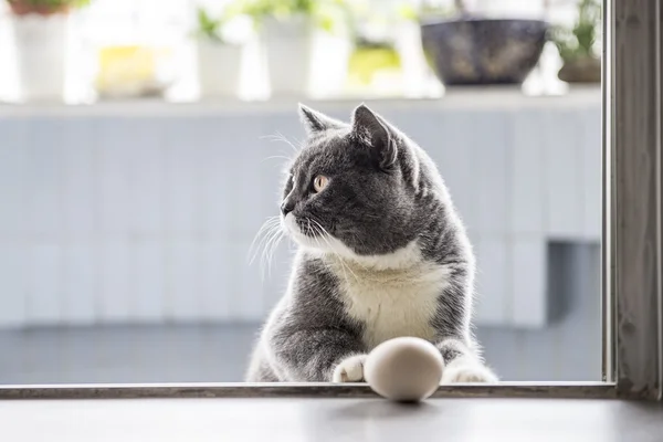 O gato cinza que joga — Fotografia de Stock