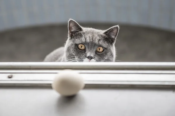 Oynarken Gri kedi — Stok fotoğraf