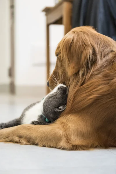 Grijze kat en golden retriever — Stockfoto