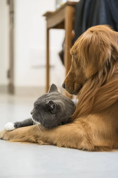 Chat gris et golden retriever — Photo