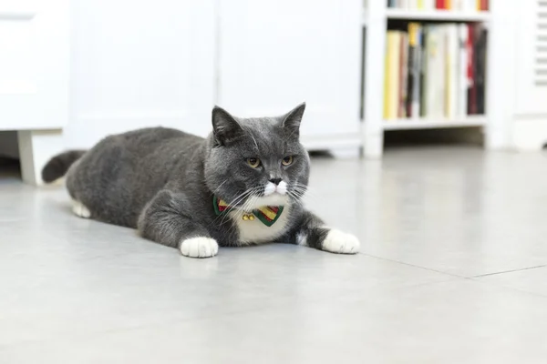 O gato cinza deitado no chão — Fotografia de Stock