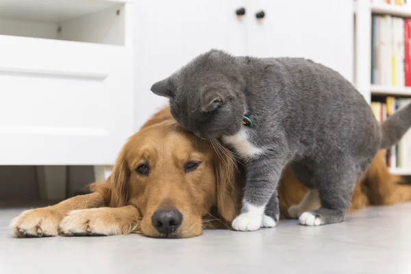 Chat gris et golden retriever — Photo