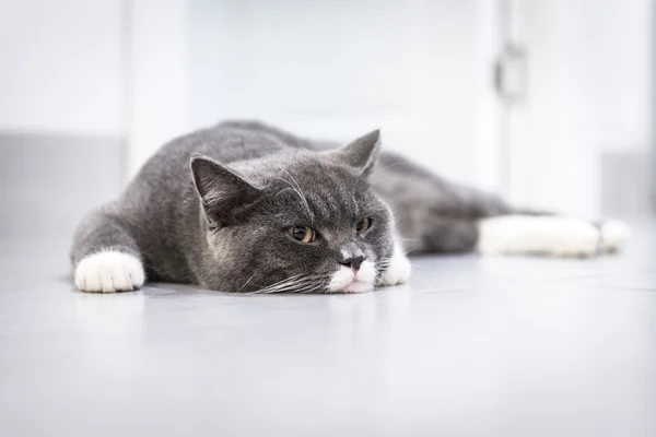 Yerde yatarken kedi — Stok fotoğraf
