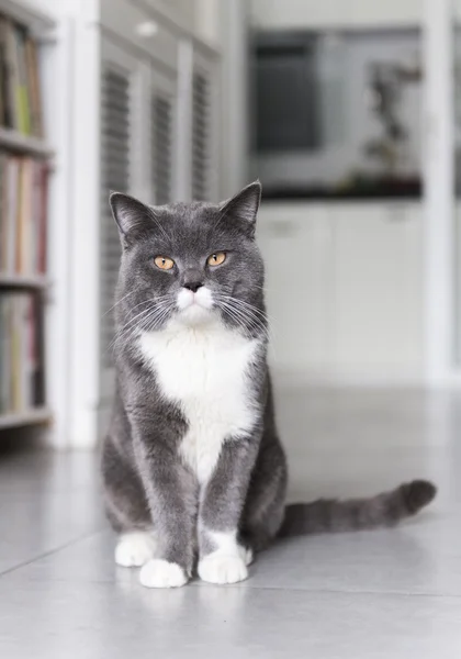 A sessão British Shorthair — Fotografia de Stock