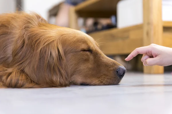 Golden retriever lying on the floor — Stock Photo, Image